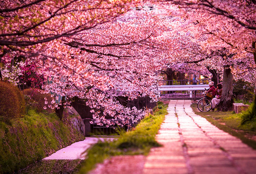 Cherry blossoms in Kyoto-Japan