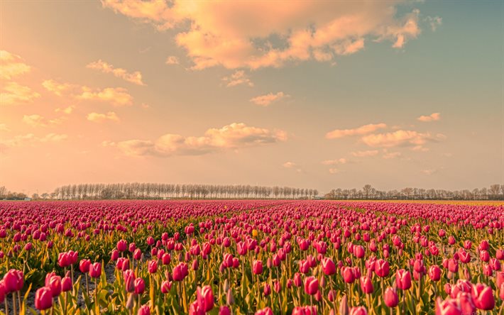 Netherlands fields